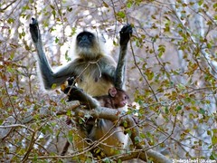 Langur • <a style="font-size:0.8em;" href="http://www.flickr.com/photos/92957341@N07/8750488242/" target="_blank">View on Flickr</a>