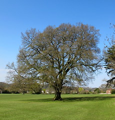 4989 Stoke Lodge Lucombe Oak T1 - Quercus x hispanicus
