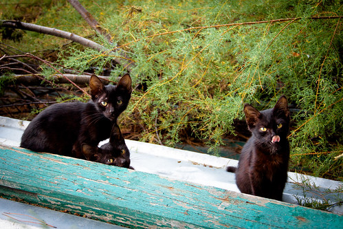 Cats in Yalta ©  ahenobarbus