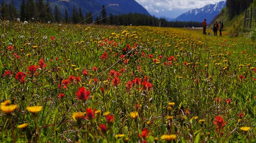 indian paintbrush and other wildflowers in banff with volunteers doing fence check in the background