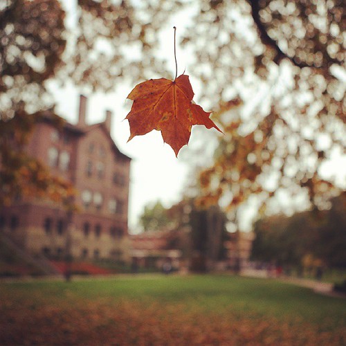 A leaf, suspended.   Happy Monday, Vikings! It's another beautiful day on campus.