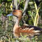 Fulvous Whistling-Duck (Dendrocygna bicolor)