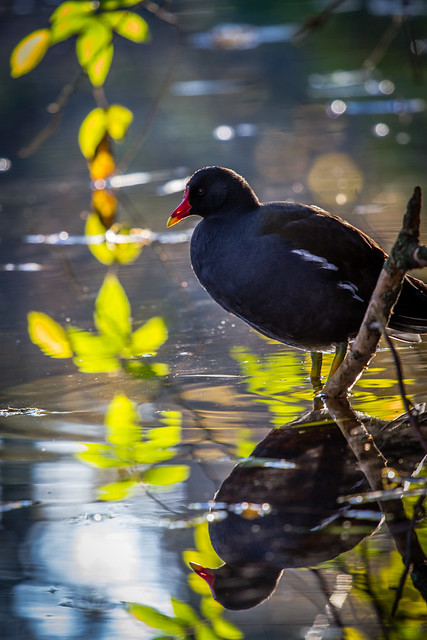 Reflections of a moorhen