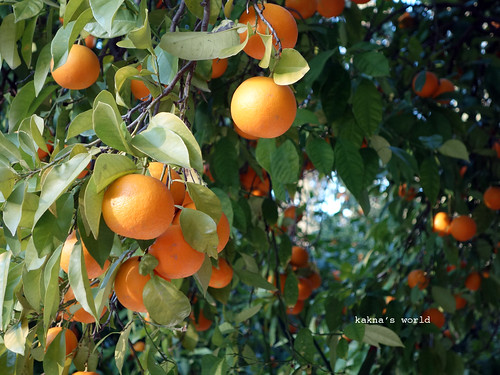 SEV_oranges ©  kakna's world