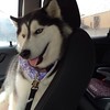 #Lostdog 7-1-14 #Knox #IN #SiberianHusky  female 2 yr 40 lbs AMANDA D SPONAUGLE  LOST AND FOUND HUSKIES OF THE US https://www.facebook.com/huskydogslostfound/posts/868360333195314