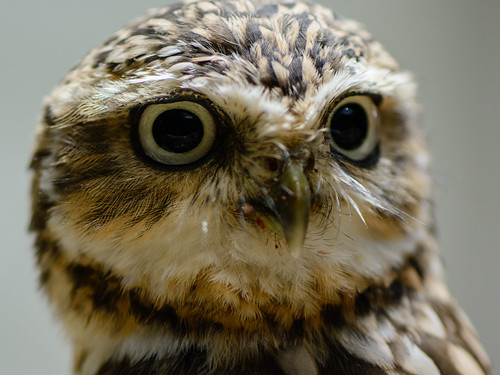 Burrowing Owl ©  kuhnmi