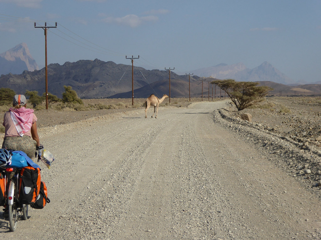 Chasing Camels