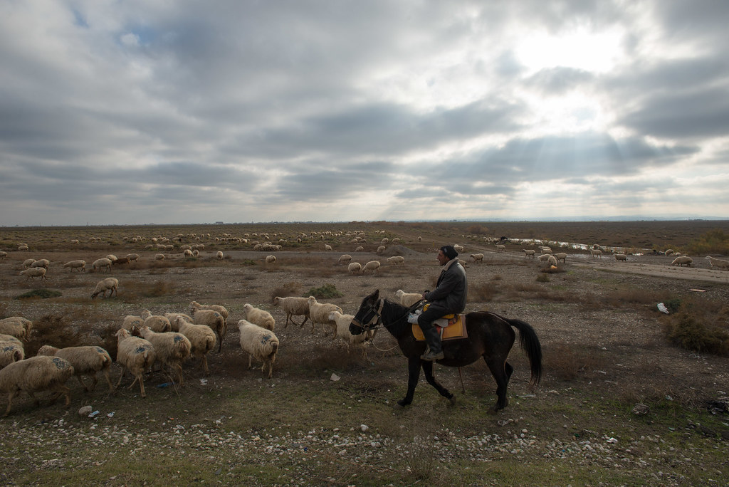 Azeri shepherd