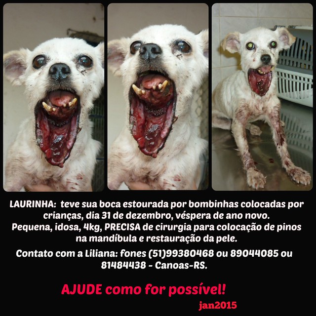 Laurinha, cadelinha idosa: crianças estouraram sua boca com bombinhas!!! Quadro de dor e horror!!!! Precisa urgente de ajuda para cirurgia. (Liliana) (Canoas/RS)