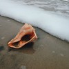 The other morning on the beach I was walking on the beach and spotted this unbroken conch shell. There was another person walking in the other direction and I quickened my pace to make sure I got it before he did. I remember my mother saying the only time