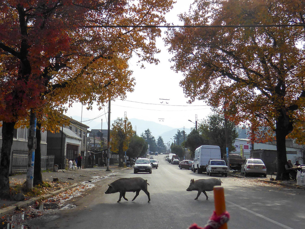 Why did the pig cross the road?