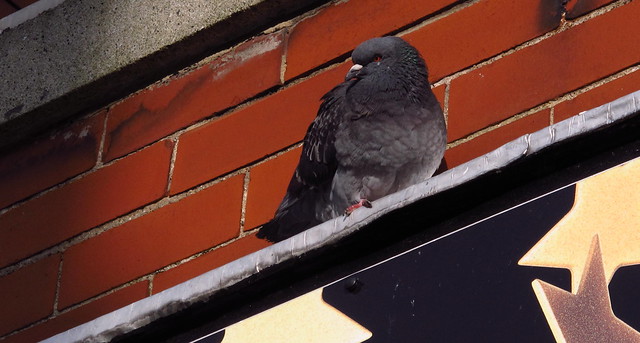pigeon perch