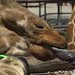 Spiral tongue, Giraffe Encounter at the Reid Park Zoo