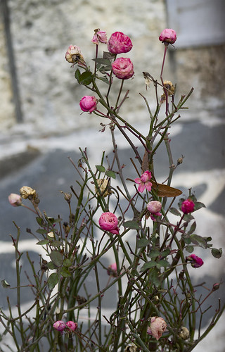 winter roses /  ©  Katya