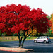 Red tree parking lot