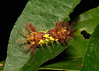 Stinging Nettle Slug Caterpillar (Cup Moth, Darna sp., Limacodidae) Dirty Mary