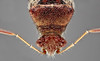 Heteroptera  Rhopalus subrufus    Wanze/bug