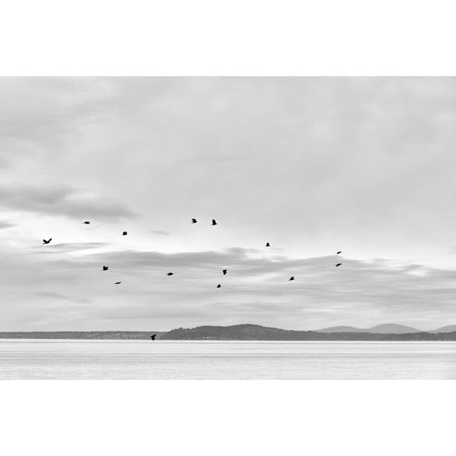 Hatred paralyzes life; love releases it.  Hatred confuses life; love harmonizes it.  Hatred darkens life; love illumines it. -Martin Luther King Jr  Love this quote!  #Cropic#birdsinflight#blackandwhite#seattle#landscapephotography#motion#ocean#life