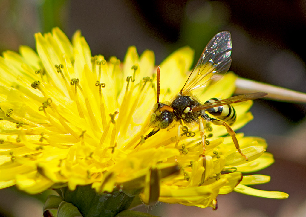 :  (-) / Nomada succincta / Yellow-legged nomad-bee