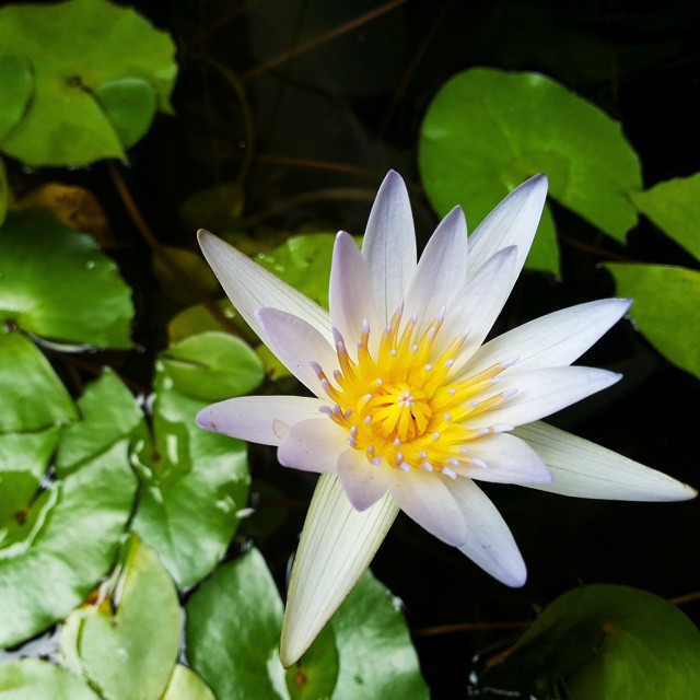Accidentally in love with this lotus, Hasil eksplor kota surabaya dengan bersepeda, menemukan teratai kecil ini di halaman house of sampoerna :) #lotus #nofilter #instagram #instatravel #flowers #padma #jelajahikotamu
