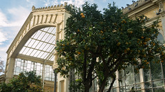 Oranges in Ciutadella Park, Barcelona, Spain with DMC GX7 and 20mm F/1.7