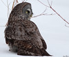 Chouette lapone / Great Grey Owl