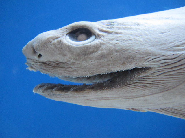 Frilled shark(head)