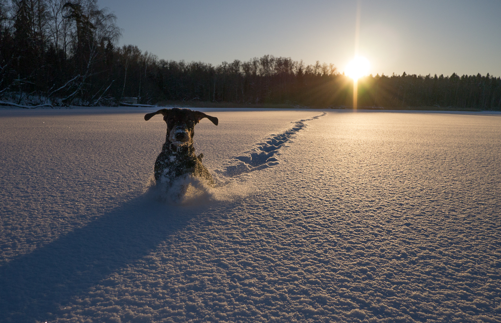 : backlight snow dog