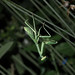 Mantis in the Shade Garden at Tucson Botanical Gardens