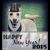 Happy New Years everyone!🎉🐾 wishing u a happy, healthy & tail-waggin New year! #2015 #Bark4Green #woof