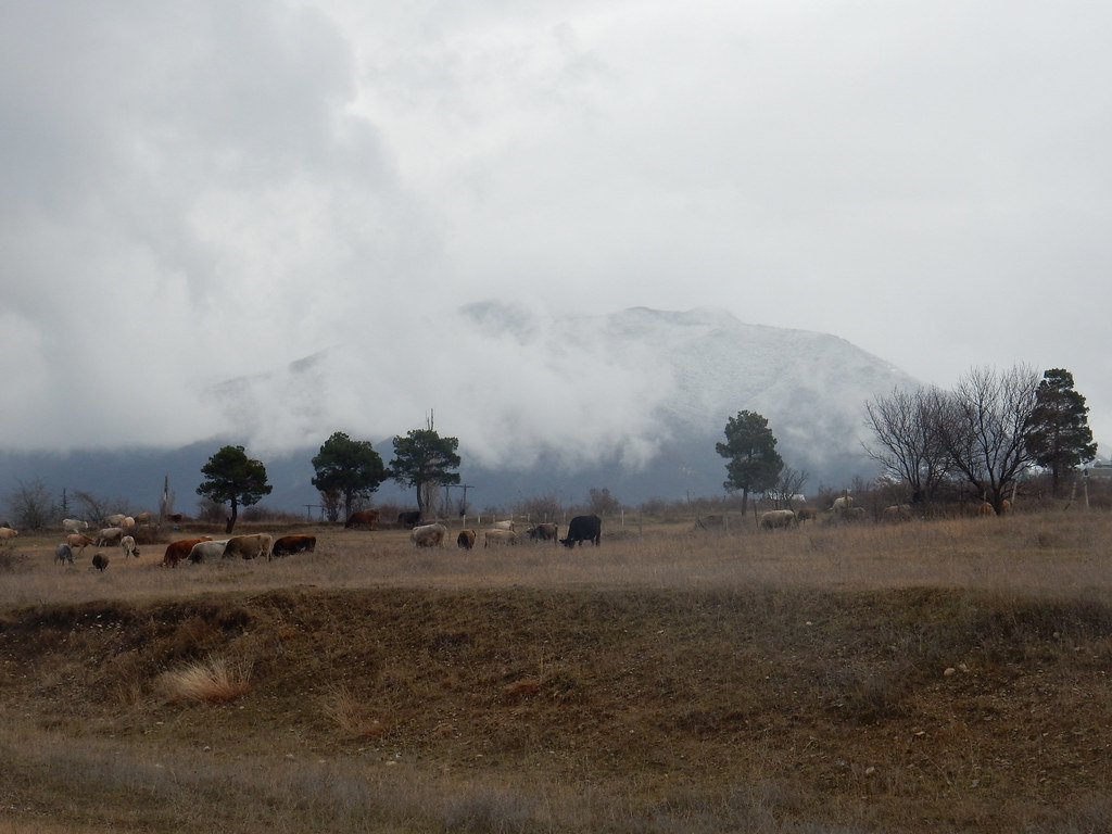 Mountain Cattle