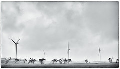 Cape Bridgewater Wind Turbines