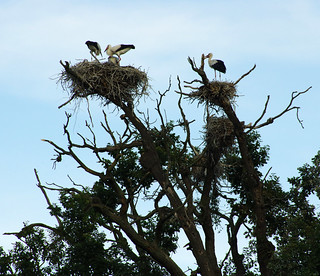 Storks in Lednice-Valtice Cultural Landscape
