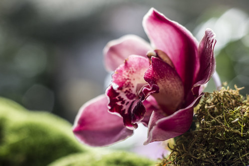 the orchid ©  Kasya Shahovskaya