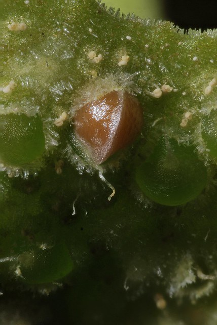 Dorstenia sp aff foetidia emerging seed