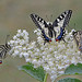 Papilio machaon (trio)