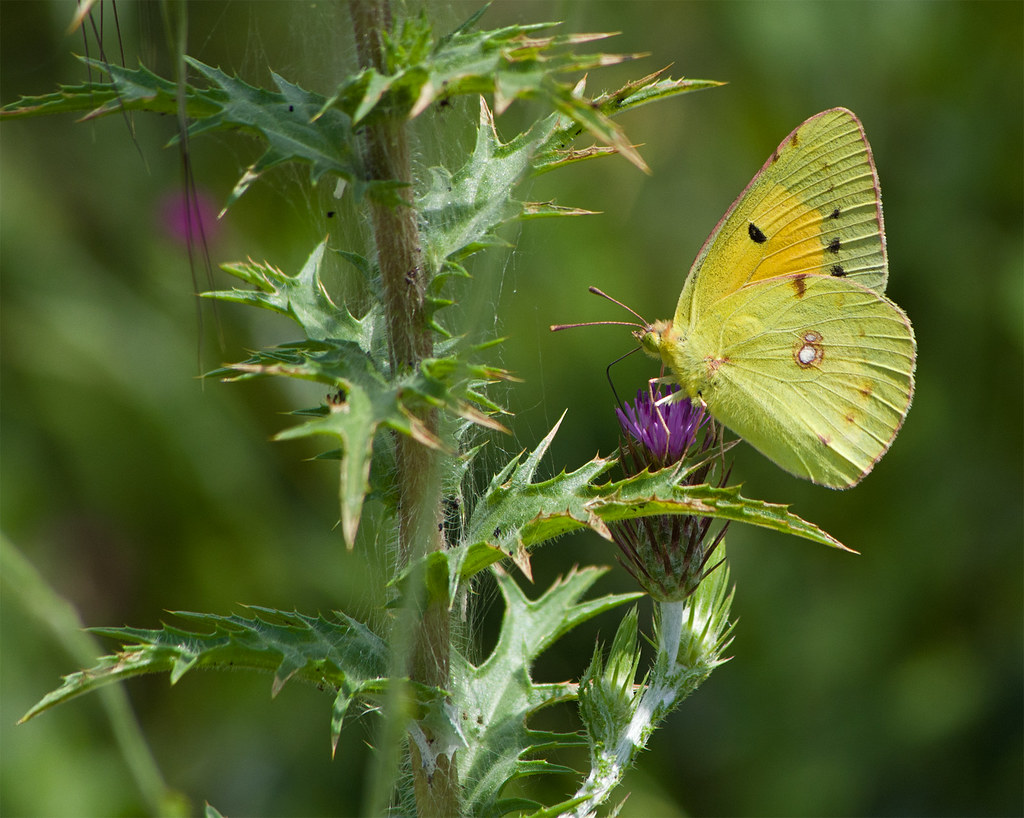 :   / Dark Clouded Yellow or Common Clouded Yellow / Colias croceus /  / Postillon