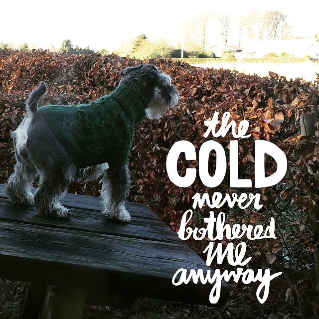 Ebi telling the neighbours what she thinks of the cold temperatures #miniature #miniatureschnauzer #schnauzer #schnauzerlounge #schnauzer_of_instagram #dog #dogs #dogs_of_instagram #ilovedogs #ilovemydog #instadog #instapet #canine #winter #freezing #outs