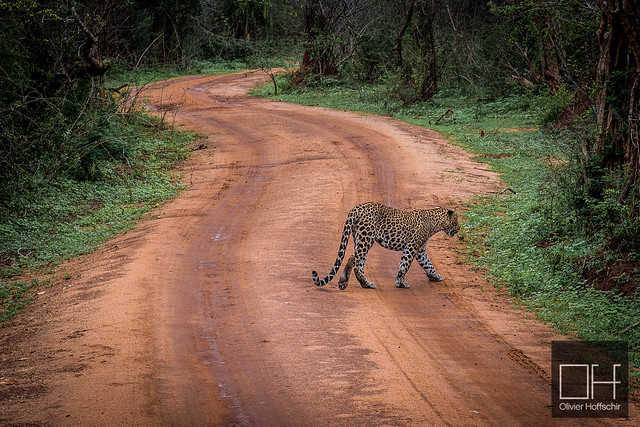 Sri Lanka - Yala Leopard