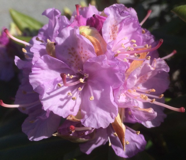 skylar/ skylarr18 Rhododendron