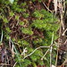 common haircap moss (Polytrichum commune)