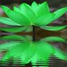 Green Lotus Reflection