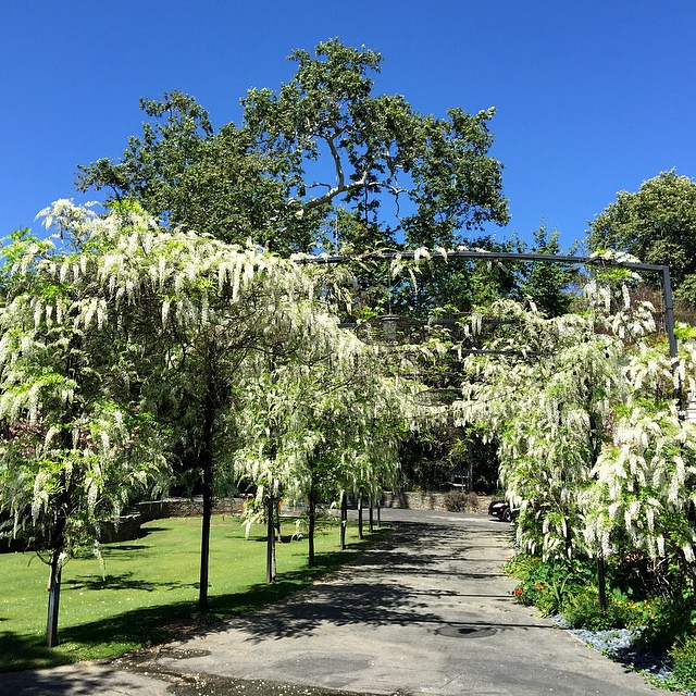 I have found the REAL Wisteria Lane while showing homes to my buyer in Pacific Palisades today! It was pure joy to see and smell the fresh blooms! #wisteria #spring #southerncalifornia #la #luxury #realeatate