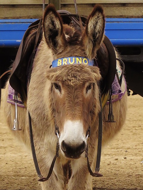 Donkey Ride Anyone? - My Name is Bruno