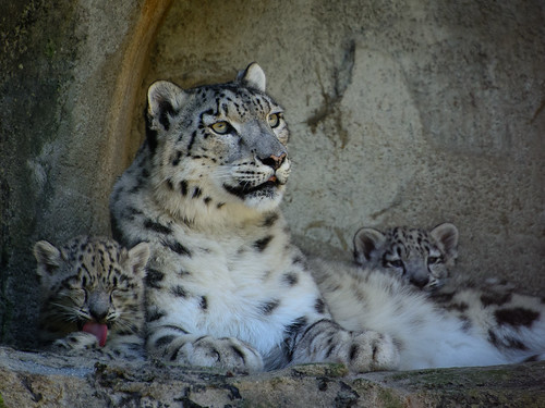 Snow leopards ©  kuhnmi