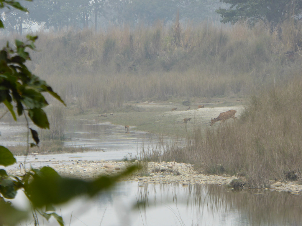 Spotted Deer at Bardia