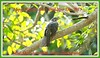 I wish all my Sri Lankan & Tamil friends A Happy  And Prosperous New Year 2015 -  Female New Year Cuckoo or Asian Koel (Eudymamys scolopacea)