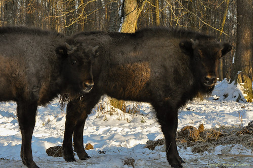 Baby bison ©  nordliht