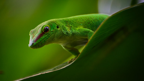Gecko ©  kuhnmi