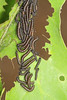 Buck Moth caterpillars - Hemileuca maia, Meadowood Farm SRMA, Mason Neck, Virginia
